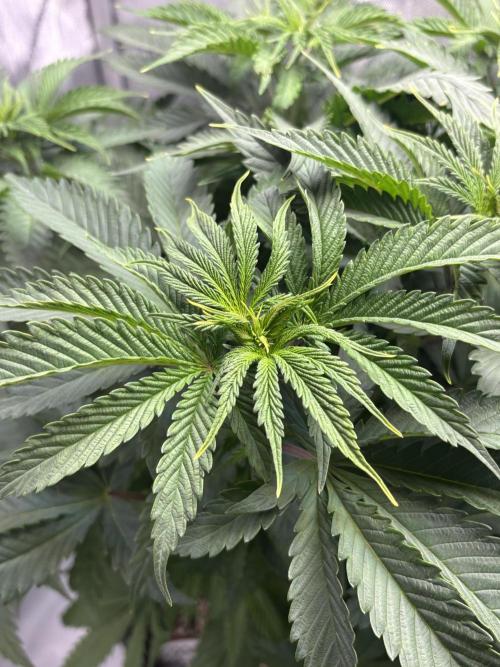 Grow #4 Coochie Runtz (Repeat). Week 6