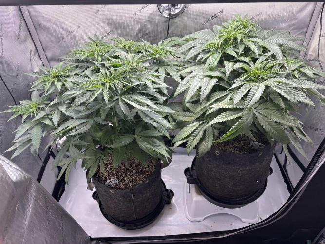 Grow #4 Coochie Runtz (Repeat). Week 6