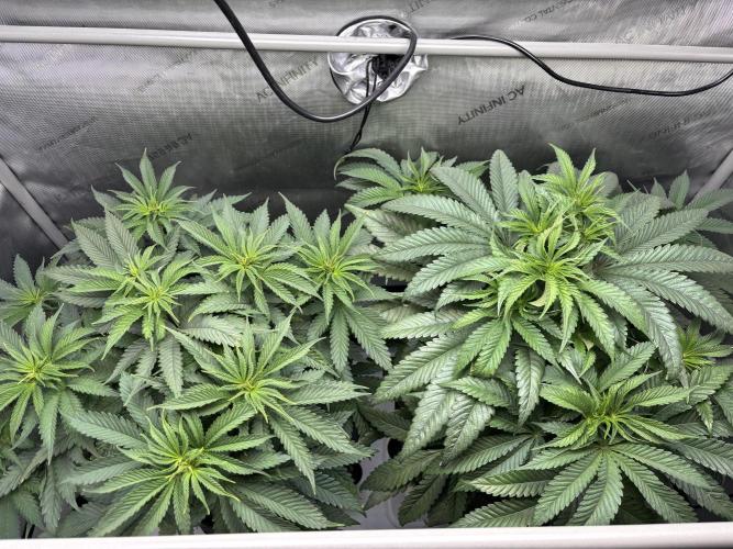 Grow #4 Coochie Runtz (Repeat). Week 6