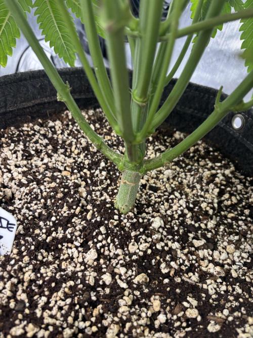 Grow #4 Coochie Runtz (Repeat). Week 6