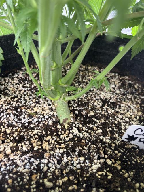 Grow #4 Coochie Runtz (Repeat). Week 6