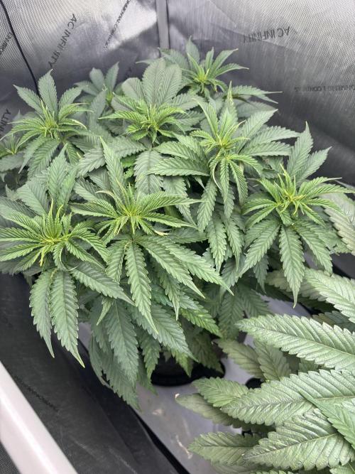 Grow #4 Coochie Runtz (Repeat). Week 6