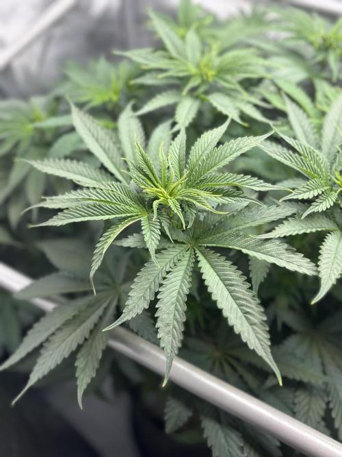 Grow #4 Coochie Runtz (Repeat). Week 7