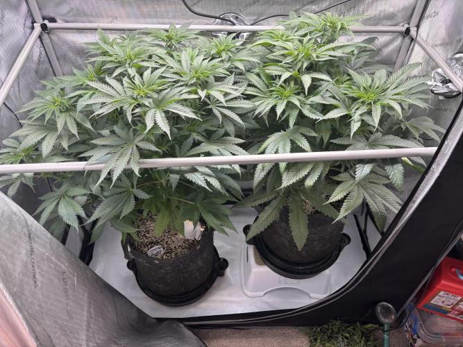 Grow #4 Coochie Runtz (Repeat). Week 7