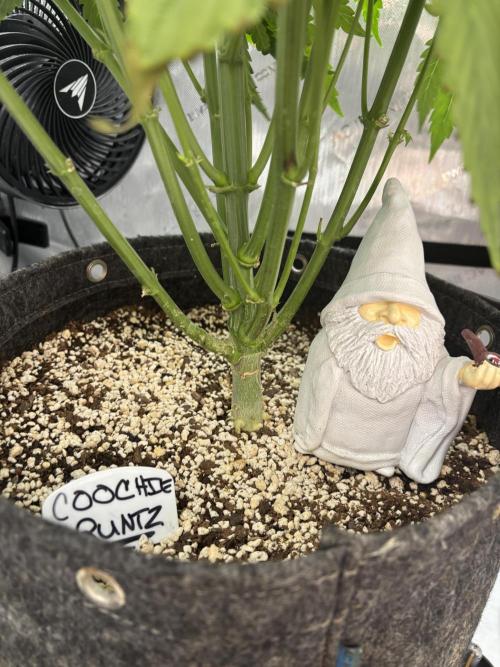 Grow #4 Coochie Runtz (Repeat). Week 7