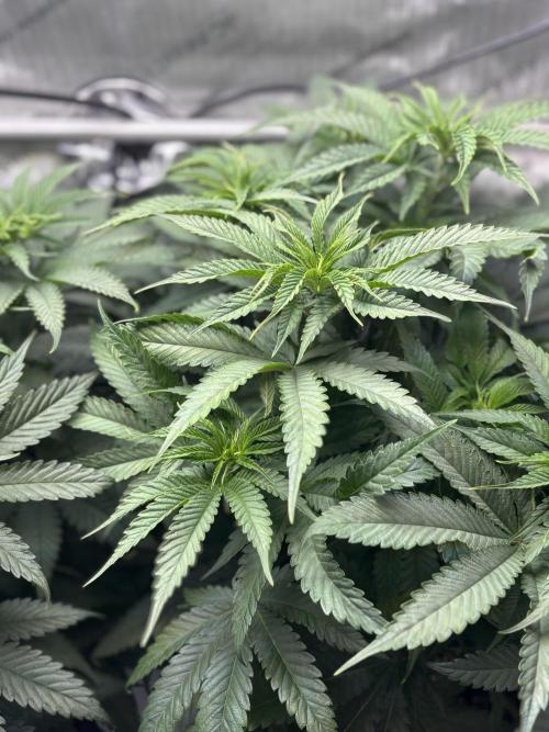 Grow #4 Coochie Runtz (Repeat). Week 7