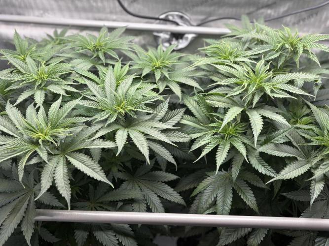 Grow #4 Coochie Runtz (Repeat). Week 7