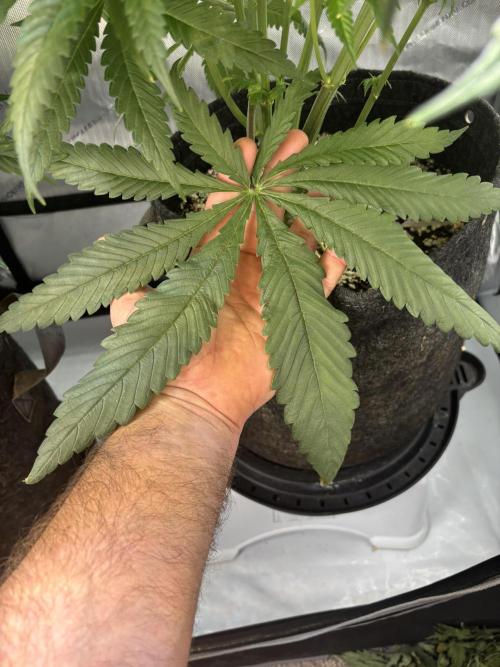 Grow #4 Coochie Runtz (Repeat). Week 7