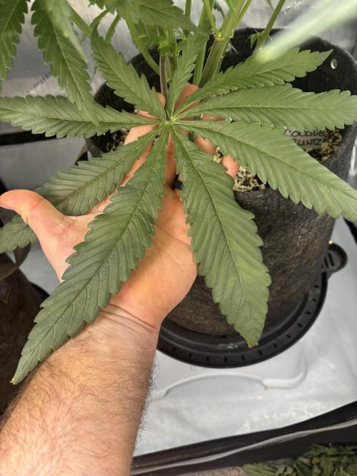 Grow #4 Coochie Runtz (Repeat). Week 7