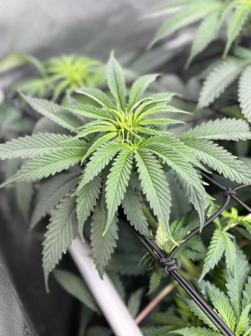 Grow #4 Coochie Runtz (Repeat). Week 8