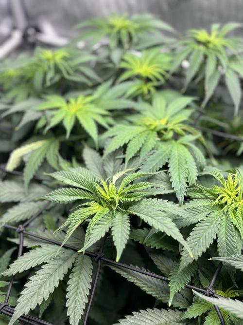 Grow #4 Coochie Runtz (Repeat). Week 8