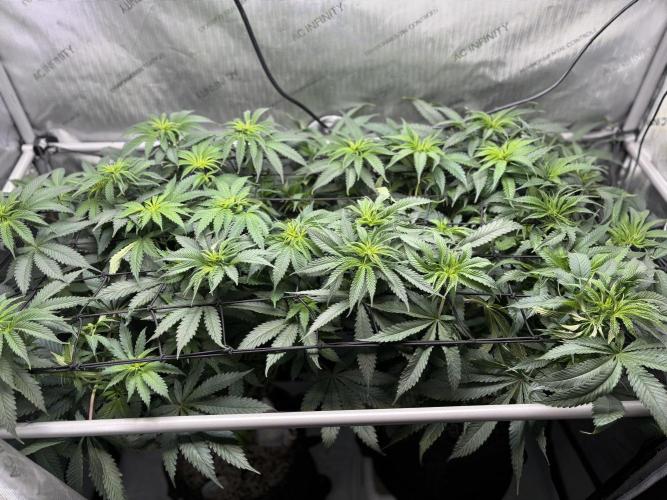 Grow #4 Coochie Runtz (Repeat). Week 8