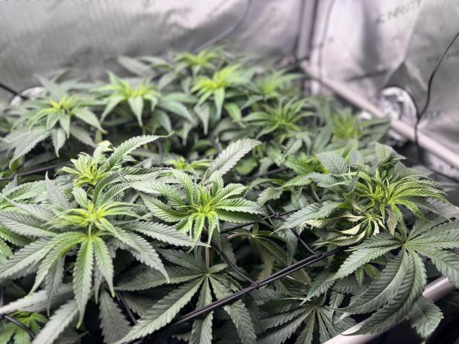 Grow #4 Coochie Runtz (Repeat). Week 8