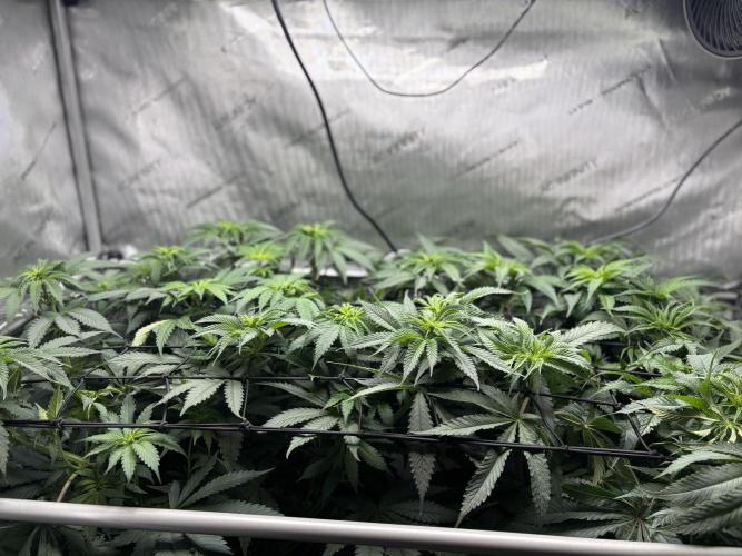 Grow #4 Coochie Runtz (Repeat). Week 8