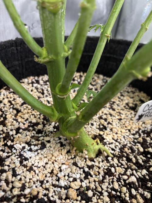 Grow #4 Coochie Runtz (Repeat). Week 8