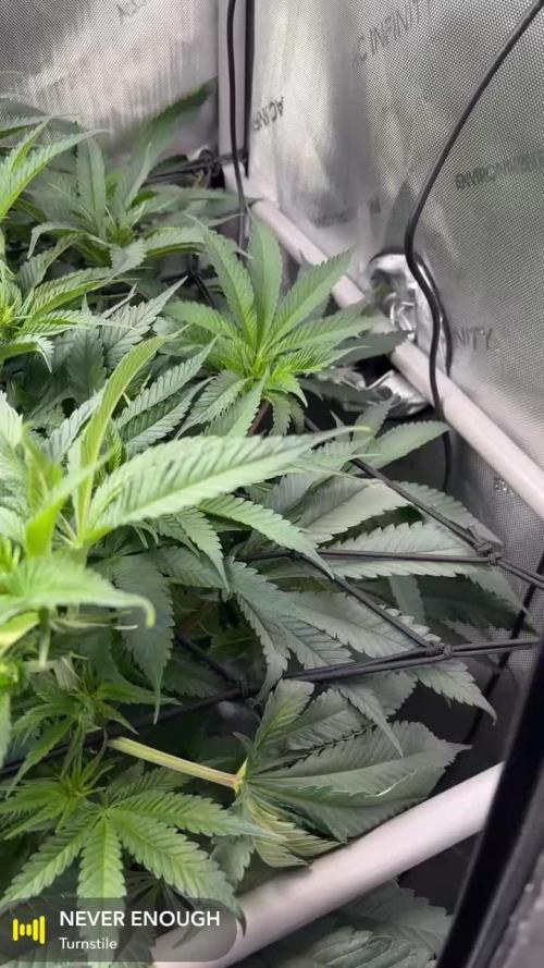 Grow #4 Coochie Runtz (Repeat)