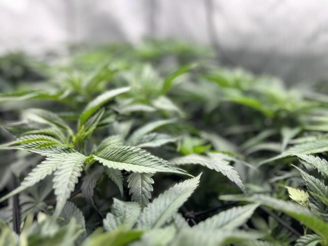 Grow #4 Coochie Runtz (Repeat). Week 9