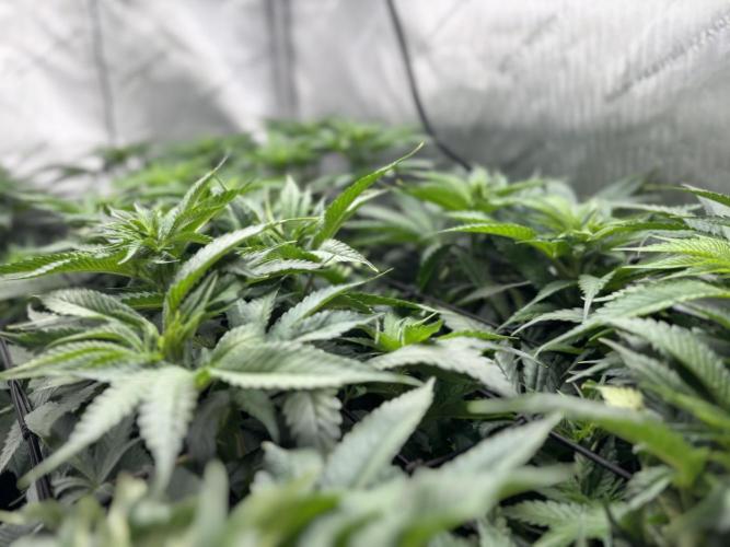 Grow #4 Coochie Runtz (Repeat). Week 9