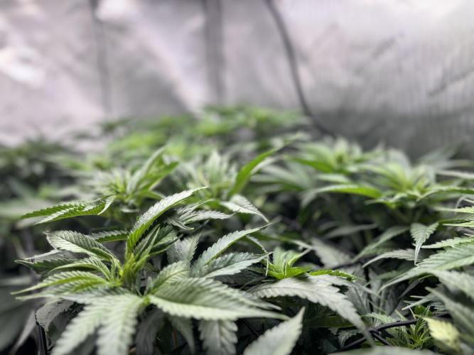 Grow #4 Coochie Runtz (Repeat). Week 9