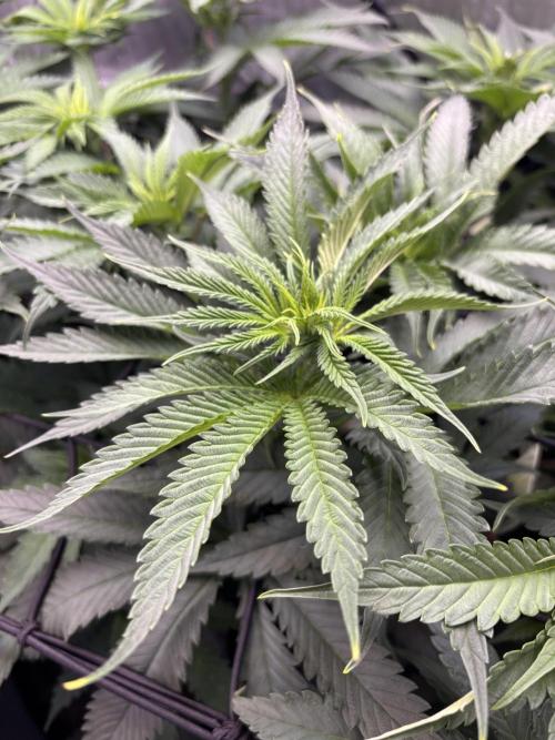 Grow #4 Coochie Runtz (Repeat). Week 9