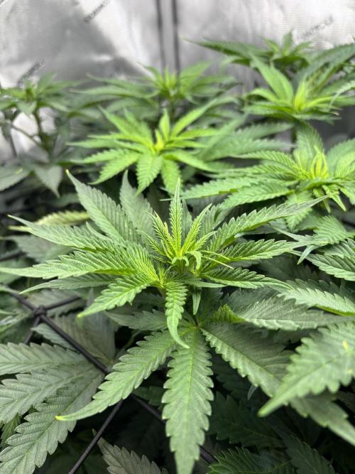 Grow #4 Coochie Runtz (Repeat). Week 9