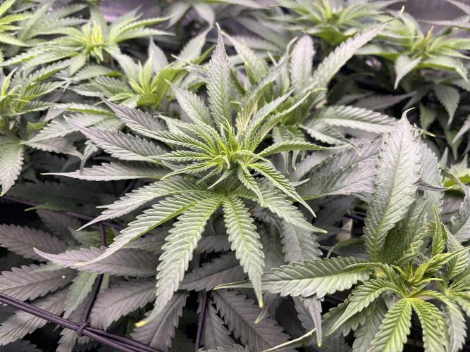 Grow #4 Coochie Runtz (Repeat). Week 9