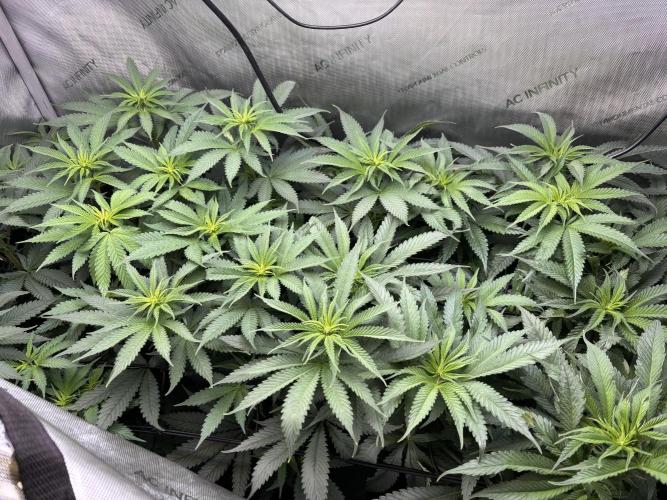 Grow #4 Coochie Runtz (Repeat). Week 9