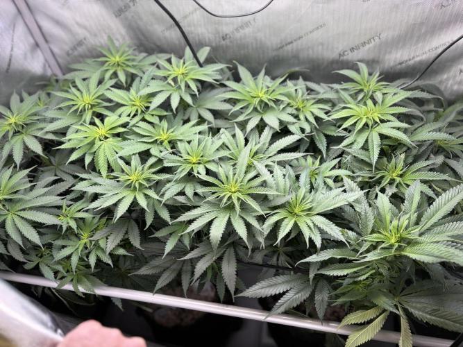 Grow #4 Coochie Runtz (Repeat). Week 9