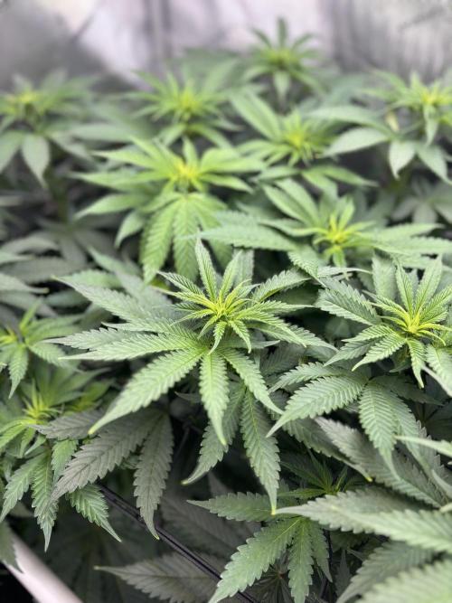 Grow #4 Coochie Runtz (Repeat). Week 9