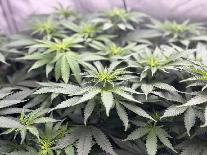 Grow #4 Coochie Runtz (Repeat). Week 9