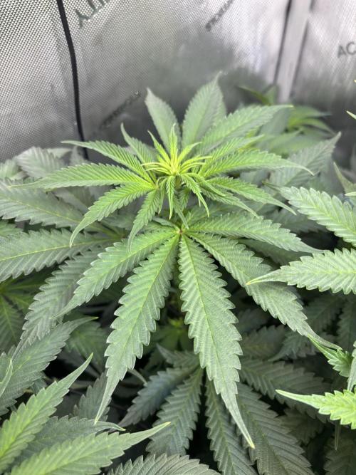 Grow #4 Coochie Runtz (Repeat). Week 9