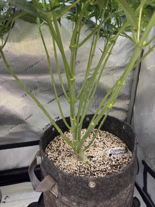 Grow #4 Coochie Runtz (Repeat). Week 9