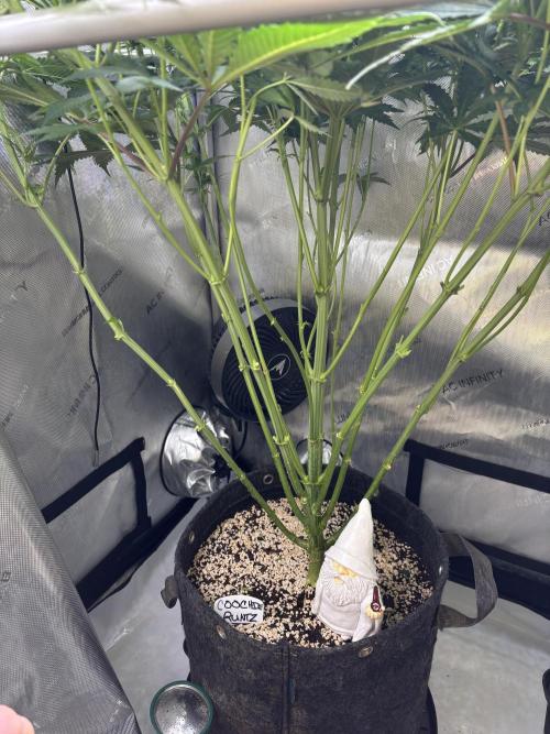 Grow #4 Coochie Runtz (Repeat). Week 9