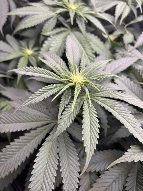 Grow #4 Coochie Runtz (Repeat). Week 10