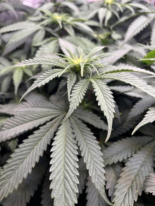 Grow #4 Coochie Runtz (Repeat). Week 10