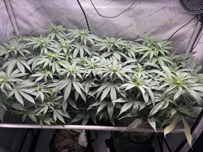 Grow #4 Coochie Runtz (Repeat). Week 10