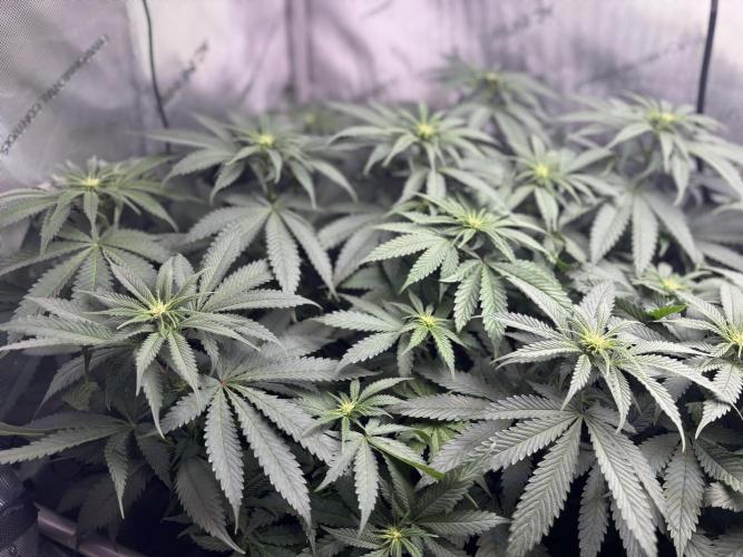 Grow #4 Coochie Runtz (Repeat). Week 10