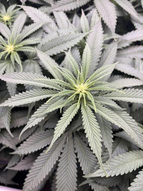 Grow #4 Coochie Runtz (Repeat). Week 10