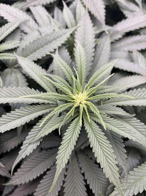 Grow #4 Coochie Runtz (Repeat). Week 10