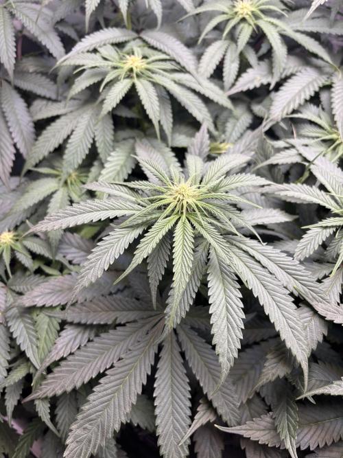 Grow #4 Coochie Runtz (Repeat). Week 10