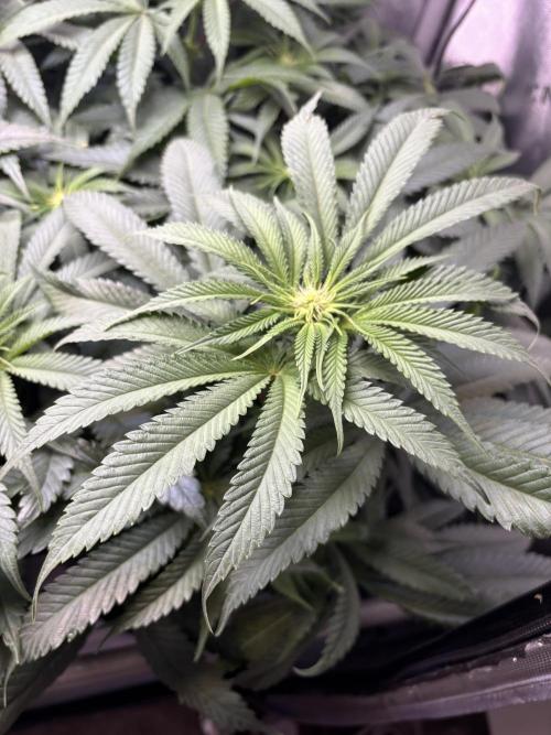 Grow #4 Coochie Runtz (Repeat). Week 10