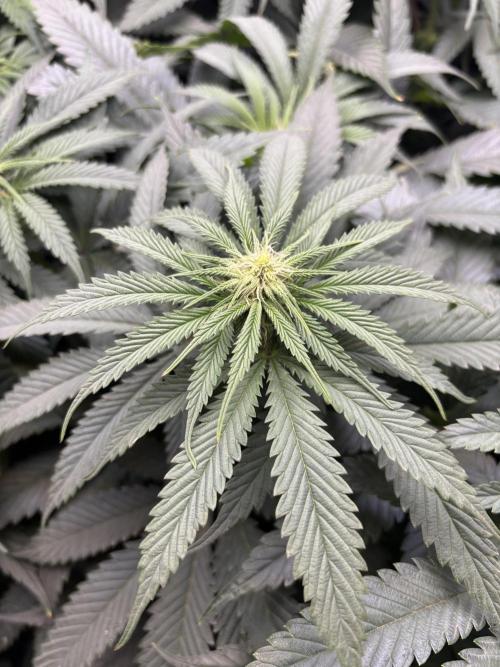 Grow #4 Coochie Runtz (Repeat). Week 10