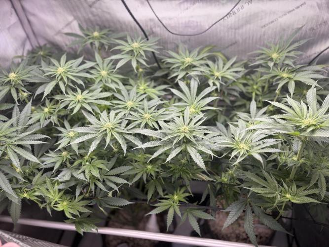 Grow #4 Coochie Runtz (Repeat). Week 10