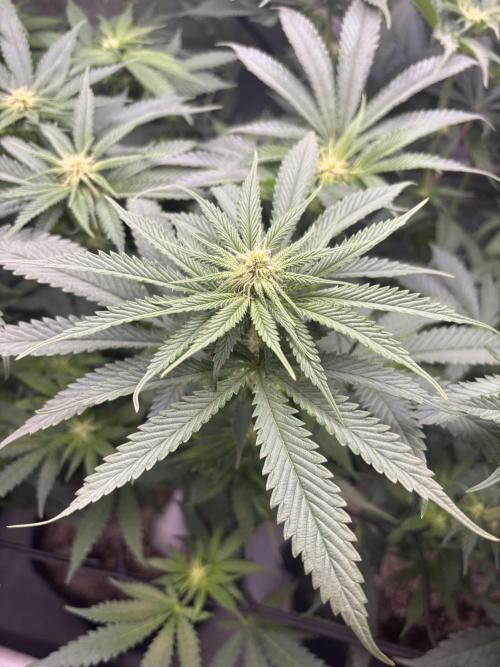 Grow #4 Coochie Runtz (Repeat). Week 10