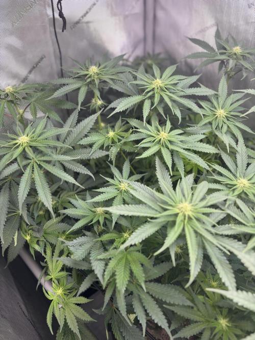 Grow #4 Coochie Runtz (Repeat). Week 10