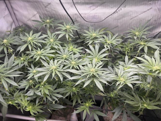 Grow #4 Coochie Runtz (Repeat). Week 10
