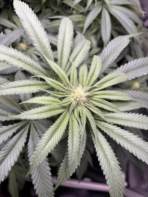 Grow #4 Coochie Runtz (Repeat). Week 11