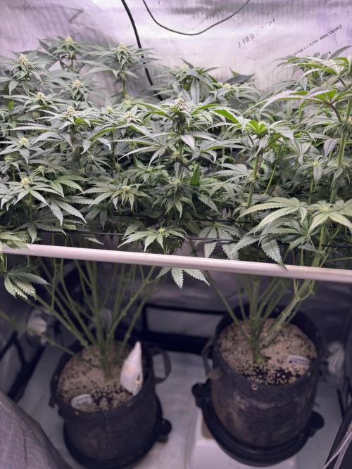 Grow #4 Coochie Runtz (Repeat). Week 11