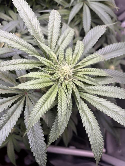 Grow #4 Coochie Runtz (Repeat). Week 11