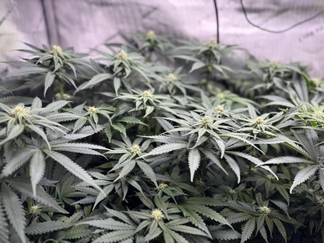 Grow #4 Coochie Runtz (Repeat). Week 11